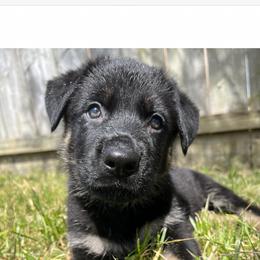 German Shepherd Puppies from Paws Of Germany