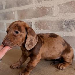 GIRL 1 DAPPLE CKC - Dapple female Dachshund puppy in Nacogdoches, Texas from S7 Dachsunds