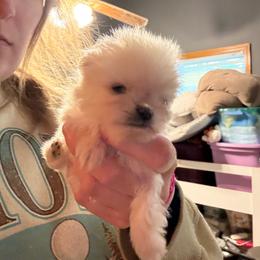Sedona - Cream parti female Pomeranian puppy in Success, Missouri from Sweet Success