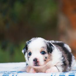Winnie - Blue merle female Miniature American Shepherd puppy in Chocowinity, North Carolina from Foxtail Hollow
