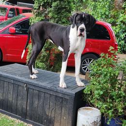 Torah - Mantle female Great Dane puppy in Gig Harbor, Washington from Lakaya Danes