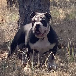 Khaos  - Olde English Bulldogge