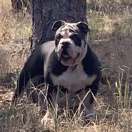 Khaos  - Olde English Bulldogge