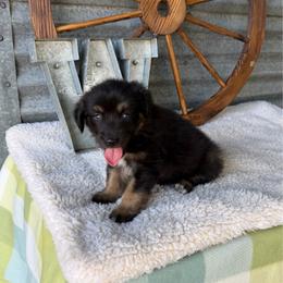 Professor - Black tri male Miniature Australian Shepherd puppy in Checotah, Oklahoma from Wild Outlaw Aussies