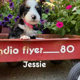 Jessie - Tri-color female Bernedoodle puppy in Rochester, Minnesota from Marbel Wood Doodles