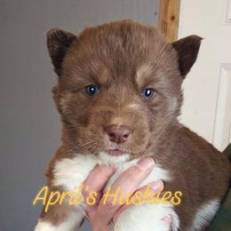 Yellow collar girl - Red and white female Siberian Husky puppy in Terre Haute, Indiana from April's Huskies