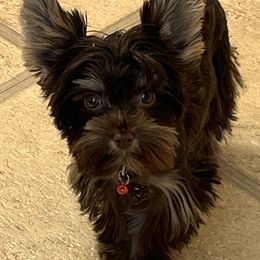 Navi - Yorkshire Terrier