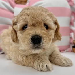 Cinnamon Spice Girl (BLUE Girl) - Cream female Goldendoodle puppy in Highland, Utah from Angel Pups Deluxe