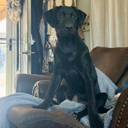 Labrador Retriever Puppies from Okiehuntinboyz Labrador Retrievers