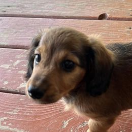 Dachshunds from Heart of the Thumb Dachshunds