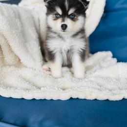 Boy 4 - Blue male Pomsky puppy in Yavapai County, Arizona from Pawsh Pomskies