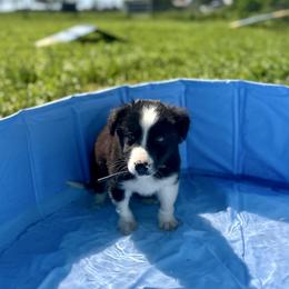 Confetti (Green) - Tri-color male Border Collie puppy in Lodi, California from R3 Sport Dogs (Rafter 3 Ranch)