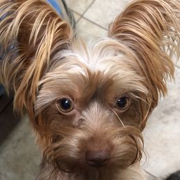 Snickers - Yorkshire Terrier