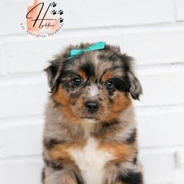 Miniature American Shepherd, Miniature Australian Shepherd, and Toy Australian Shepherd Puppies from Hydden Aussies