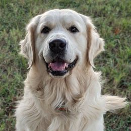 Doc - Golden Retriever