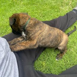 Bumi - Brindle male xDutch Shepherd puppy in Chelsea, Alabama from Alliance K9