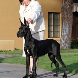 Great Dane Puppies from Dunn Right Ranch