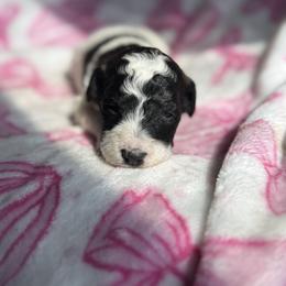 Justine - Parti female Goldendoodle puppy in Jacksonville, Florida from Dandelion Doodles