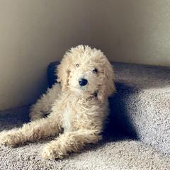 Goldendoodle, Labradoodle, Poodle, and Saint Berdoodle Puppies from Dent’s Doodles