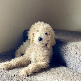 Goldendoodle, Labradoodle, Poodle, and Saint Berdoodle Puppies from Dent’s Doodles