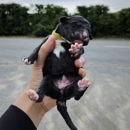 Poodle Puppies from Fluffy Doodle Farms