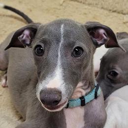 Greyhounds and Italian Greyhounds from Supernova Sighthounds