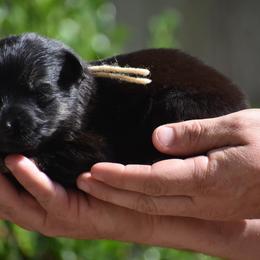 Tan Collar Female - Black and red female German Shepherd puppy in Marianna, Florida from Haus M Godwin