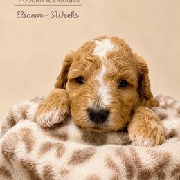 Eleanor - Apricot female Goldendoodle puppy in Lake Charles, Louisiana from Perfect Fit Poodles & Doodles