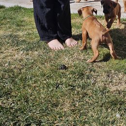 Rhodesian Ridgeback Puppies from DragonRidge