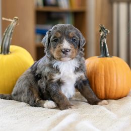 Turnip - Blue merle male Bernedoodle puppy in Eureka, Illinois from Joley Aire Family Dogs