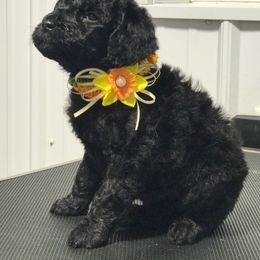 Olde English Bulldogge and Poodle Puppies from Valors Clutch Bulldogges