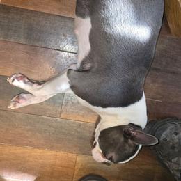 Flick - Boston Terrier