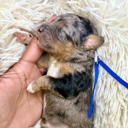 Blue collar boy - Blue merle male Bernedoodle puppy in Crete, Illinois from Plum Valley Pups