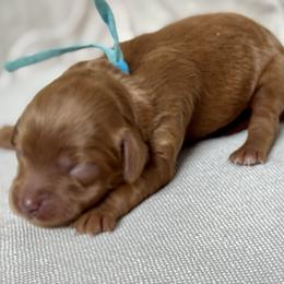 Blue - Red  female Goldendoodle puppy in Hesperia, Michigan from Red Acres Poodles & Doodles