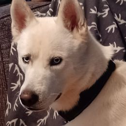 Siberian Huskies from Huginn & Muninn Siberian Huskies