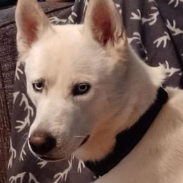 Siberian Huskies from Huginn & Muninn Siberian Huskies