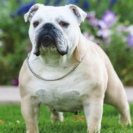 Bulldogs and French Bulldogs from Williamson’s Frenchies & English Bulldogs