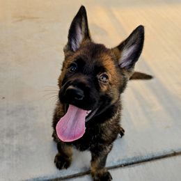 Mint - Sable female German Shepherd puppy in Maricopa, Arizona from Royalty German Shepherds
