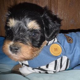 Ezzie's Puppy 1 - Black and silver male Miniature Schnauzer puppy in Pflugerville, Texas from K&K Precious Tx schnauzers