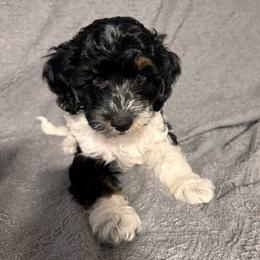 Blue Collar Boy 2150.00 - Black and white male Cavapoo puppy in Alvin, Texas from JP Southern Doodles