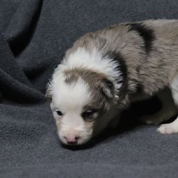 Yankee - Brindle merle male Border Collie puppy in Richmond, Maine from Lil Maine Border Collies