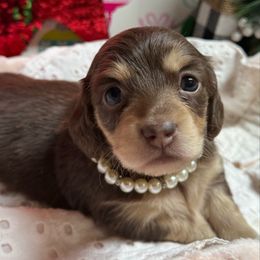 Julep - Chocolate and cream female Dachshund puppy in Fayetteville, West Virginia from Loop Creek Dachshunds