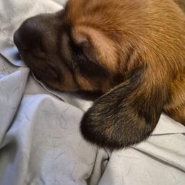 Coe - Black and cream male Dachshund puppy in Wildomar, California from Mindy's Dachshunds
