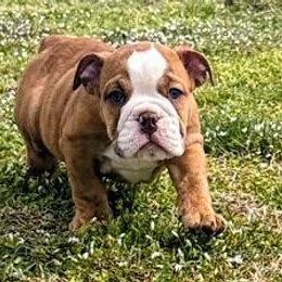 Sam - Red and white male Bulldog puppy in Lake Stevens, Washington from Washington Bulldogs