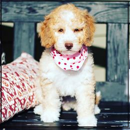 Australian Labradoodle Puppies from South Mitten Labradoodles