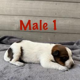 Apollo - Red mottled male Australian Cattle Dog puppy in Axton, Virginia from Red Clay Kennels