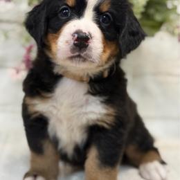 Diesel - Tri-color male Bernese Mountain Dog puppy in Yuciapa, California from AlltheDoodlez_