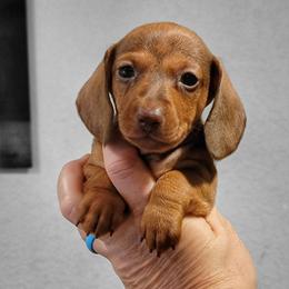 Praline - Chocolate female Dachshund puppy in Mountain Grove, Missouri from Blueprint K9 Dachshunds- www.BlueprintK9.com