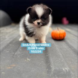 Tri color 3200 pet only - Black and tan parti male Pomeranian puppy in Kentucky from Em&M Pomeranians