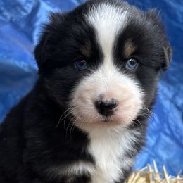 Veronica - Black tri female Miniature Australian Shepherd puppy in Lebanon, Oregon from Two Pines Mini Aussies